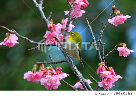 沖縄県名護市名護城公園さくらの園 南西諸島に生息するリュウキュウメジロと日本一早咲きの琉球寒緋桜 沖縄県名護市名護城公園さくらの園 南西諸島に生息するリュウキュウメジロと日本一早咲きの琉球寒緋桜 99430268