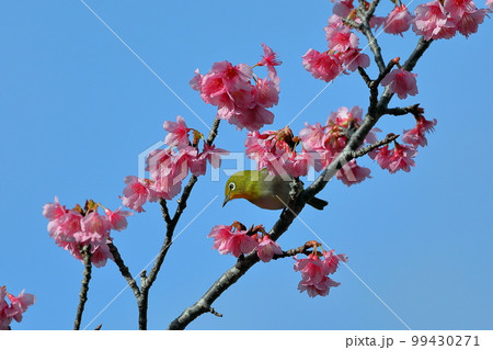 沖縄県名護市名護城公園さくらの園　南西諸島に生息するリュウキュウメジロと日本一早咲きの琉球寒緋桜 99430271