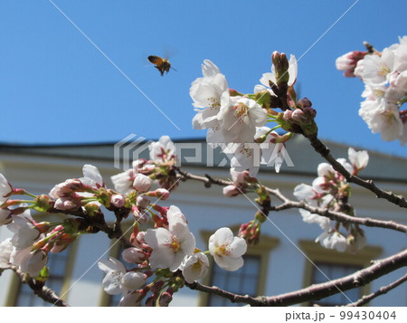 小坂鉱山事務所の桜 99430404