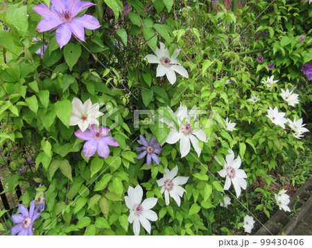 春に大きな花を咲かせたクレマチス 99430406