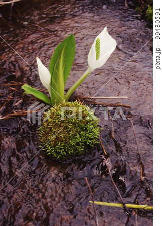 苔の小島に水芭蕉咲く（観ていただき本当にありがとうございます。） 99430591