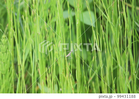 草にとまっているカマキリの幼虫 99431188