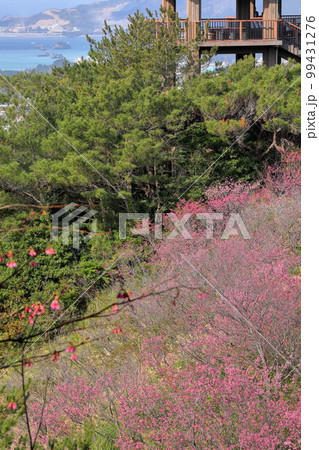 沖縄県名護市名護 名護城公園さくらの園の日本一早咲きの種類の一つである琉球寒緋桜と眼下の青い名護湾 沖縄県名護市名護 名護城公園さくらの園の日本一早咲きの種類の一つである琉球寒緋桜と眼下の青い名護湾 99431276