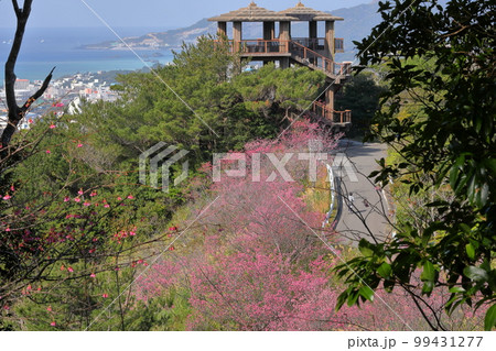 沖縄県名護市名護 名護城公園さくらの園の日本一早咲きの種類の一つである琉球寒緋桜と眼下の青い名護湾 沖縄県名護市名護 名護城公園さくらの園の日本一早咲きの種類の一つである琉球寒緋桜と眼下の青い名護湾 99431277