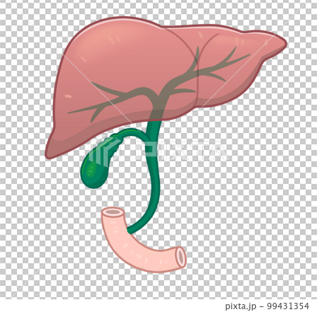 肝臓・胆嚢・胆道・十二指腸のイラスト 99431354