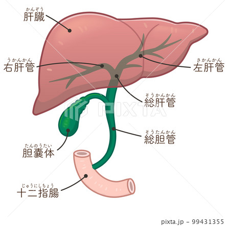 肝臓・胆嚢・胆道・十二指腸のイラスト 肝臓・胆嚢・胆道・十二指腸のイラスト 99431355