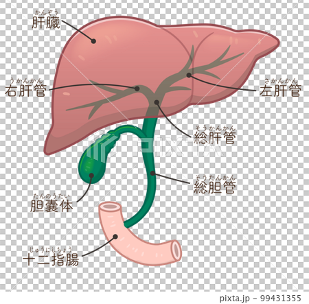 肝臟、膽囊、膽道和十二指腸的插圖 肝臟、膽囊、膽道和十二指腸的插圖 99431355