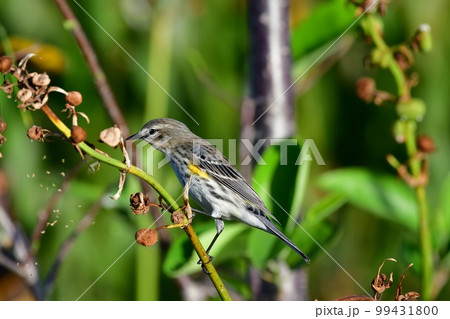 Yellow-rumped Warbler - Dendroica coronata - in Green Cay Nature Center. 99431800