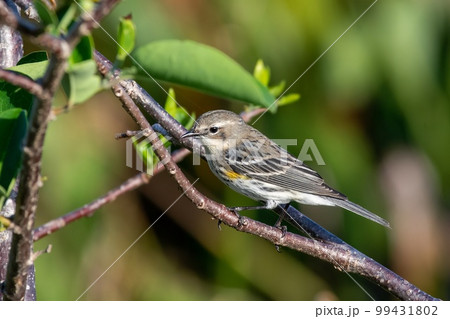 Yellow-rumped Warbler - Dendroica coronata - in Green Cay Nature Center. 99431802