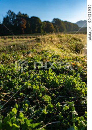 信州 長野県の刈り入れ後の田園風景 信州 長野県の刈り入れ後の田園風景 99431950
