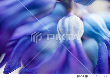 ヒヤシンス☆Hyacinth 99432255