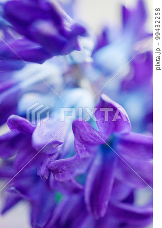 ヒヤシンス☆Hyacinth ヒヤシンス☆Hyacinth 99432258