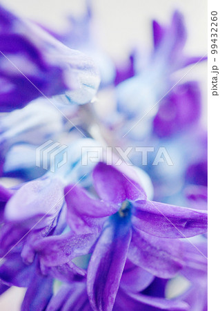 ヒヤシンス☆Hyacinth 99432260