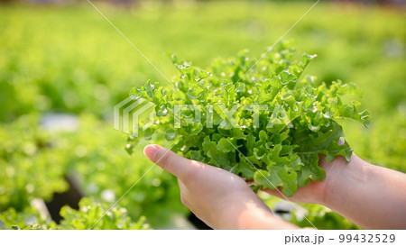 Close-up image of a woman's hands holding a fresh organic salad vegetable, picking or harvesting 99432529