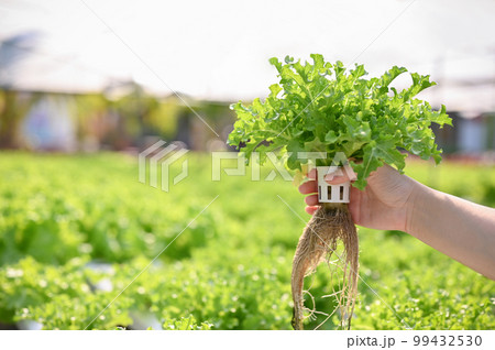 A female farmer's hand holding a salad vegetables, harvesting fresh organic hydroponic plants 99432530