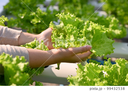 Close-up hands image, A female farmer's hands are picking or harvesting fresh organic salad Close-up hands image, A female farmer's hands are picking or harvesting fresh organic salad 99432538