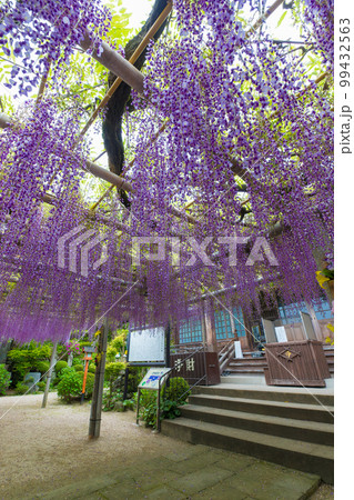 吉祥寺の藤（福岡県北九州市）【4月春】 99432563