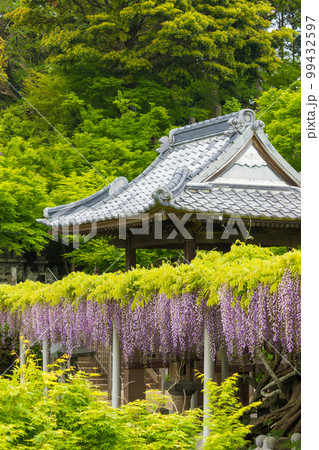 吉祥寺の藤(福岡県北九州市)【4月春】 吉祥寺の藤(福岡県北九州市)【4月春】 99432597