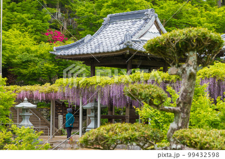 吉祥寺の藤（福岡県北九州市）【4月春】 99432598