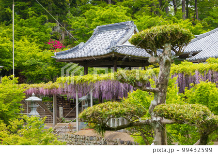 吉祥寺の藤(福岡県北九州市)【4月春】 吉祥寺の藤(福岡県北九州市)【4月春】 99432599