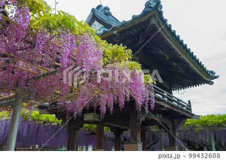 吉祥寺の藤(福岡県北九州市)【4月春】 吉祥寺の藤(福岡県北九州市)【4月春】 99432608