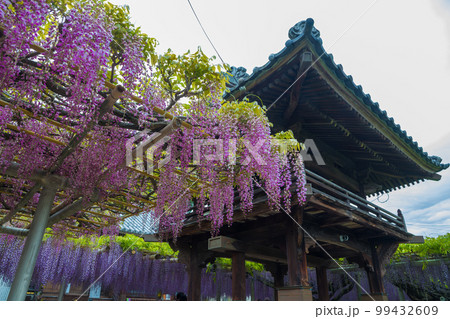 吉祥寺の藤(福岡県北九州市)【4月春】 吉祥寺の藤(福岡県北九州市)【4月春】 99432609