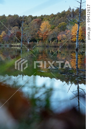 秋の白樺高原 女神湖 長野県 秋の白樺高原 女神湖 長野県 99432617