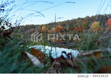 秋の白樺高原　女神湖　長野県 99432618