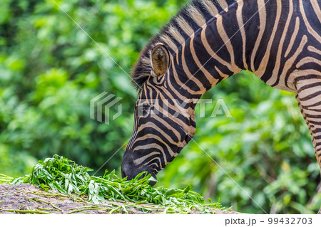 Zebra portrait face and head between eating Zebra portrait face and head between eating 99432703