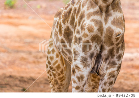 Body of Masai giraffe 99432709