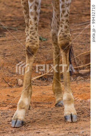 Foot of Masai giraffe 99432710