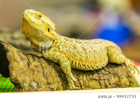 bearded dragon (agama, Pogona vitticeps) bearded dragon (agama, Pogona vitticeps) 99432733