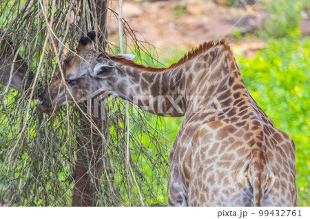 Giraffe Eating from a Sausage Tree 99432761