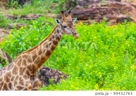 Face Masai giraffe Face Masai giraffe 99432763