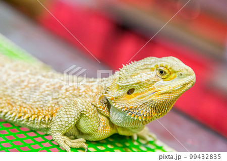 Desert Chameleon Desert Chameleon 99432835