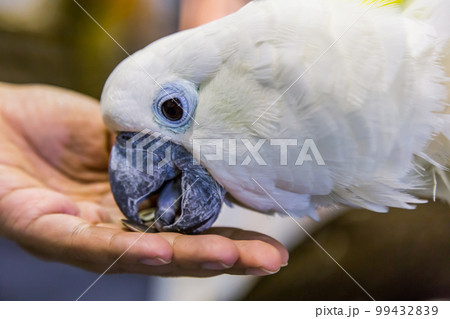 Yellow-crested Cockatoo (Cacatua sulphurea) eating Yellow-crested Cockatoo (Cacatua sulphurea) eating 99432839