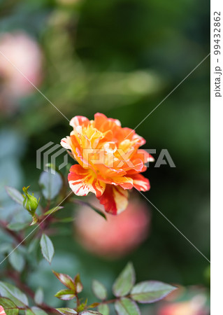 オレンジマーブルの薔薇の写真 オレンジマーブルの薔薇の写真 99432862