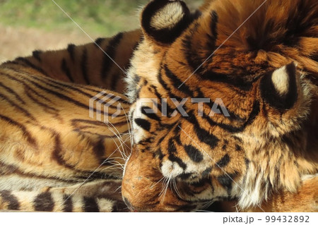 ベンガルトラ 99432892