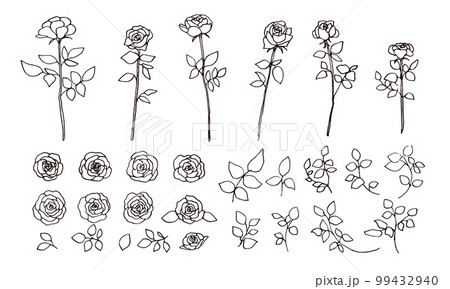 モノクロ線画の薔薇イラスト。モノクロのベクター薔薇イラスト。手描きのシンプル植物画。 99432940