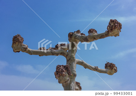 plane trees against the blue sky near the stadium in the park of Krasnodar. plane trees against the blue sky near the stadium in the park of Krasnodar. 99433001