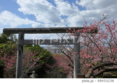 沖縄県名護市名護　名護城公園内名護神社の鳥居の琉球寒緋桜と眼下に見下ろす名護の街と名護湾 99433236