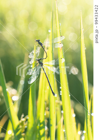 刈り入れ前の稲穂で戯れるトンボ 99433422