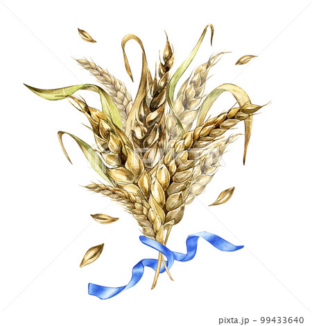 Wheat ear bunch and ribbon watercolor illustration isolated on white. 99433640