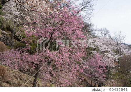 奥多摩の桜の花 99433641