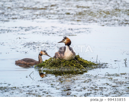 Great Crested Grebe, Podiceps cristatus, water bird sitting on the nest, nesting time on the green lake Great Crested Grebe, Podiceps cristatus, water bird sitting on the nest, nesting time on the green lake 99433855