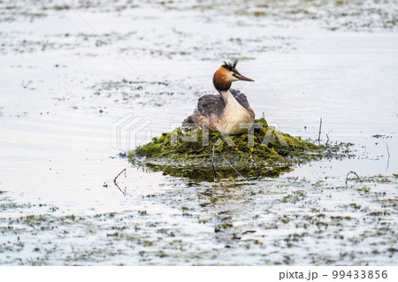 Great Crested Grebe, Podiceps cristatus, water bird sitting on the nest, nesting time on the green lake Great Crested Grebe, Podiceps cristatus, water bird sitting on the nest, nesting time on the green lake 99433856