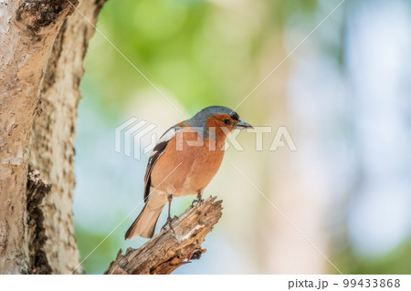Common chaffinch, Fringilla coelebs, sits on a tree. Common chaffinch in wildlife. 99433868