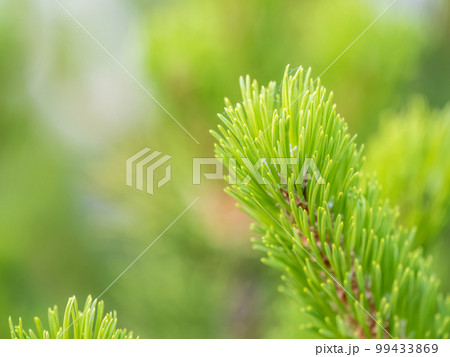 Fir branches with fresh shoots in spring. 99433869