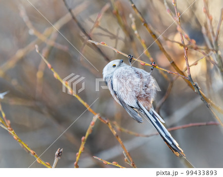 European long-tailed tit, latin name Aegithalos caudatus. A bird sitting on a branch in a deciduous forest. 99433893