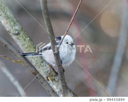 European long-tailed tit, latin name Aegithalos caudatus. A bird sitting on a branch in a deciduous forest. European long-tailed tit, latin name Aegithalos caudatus. A bird sitting on a branch in a deciduous forest. 99433894